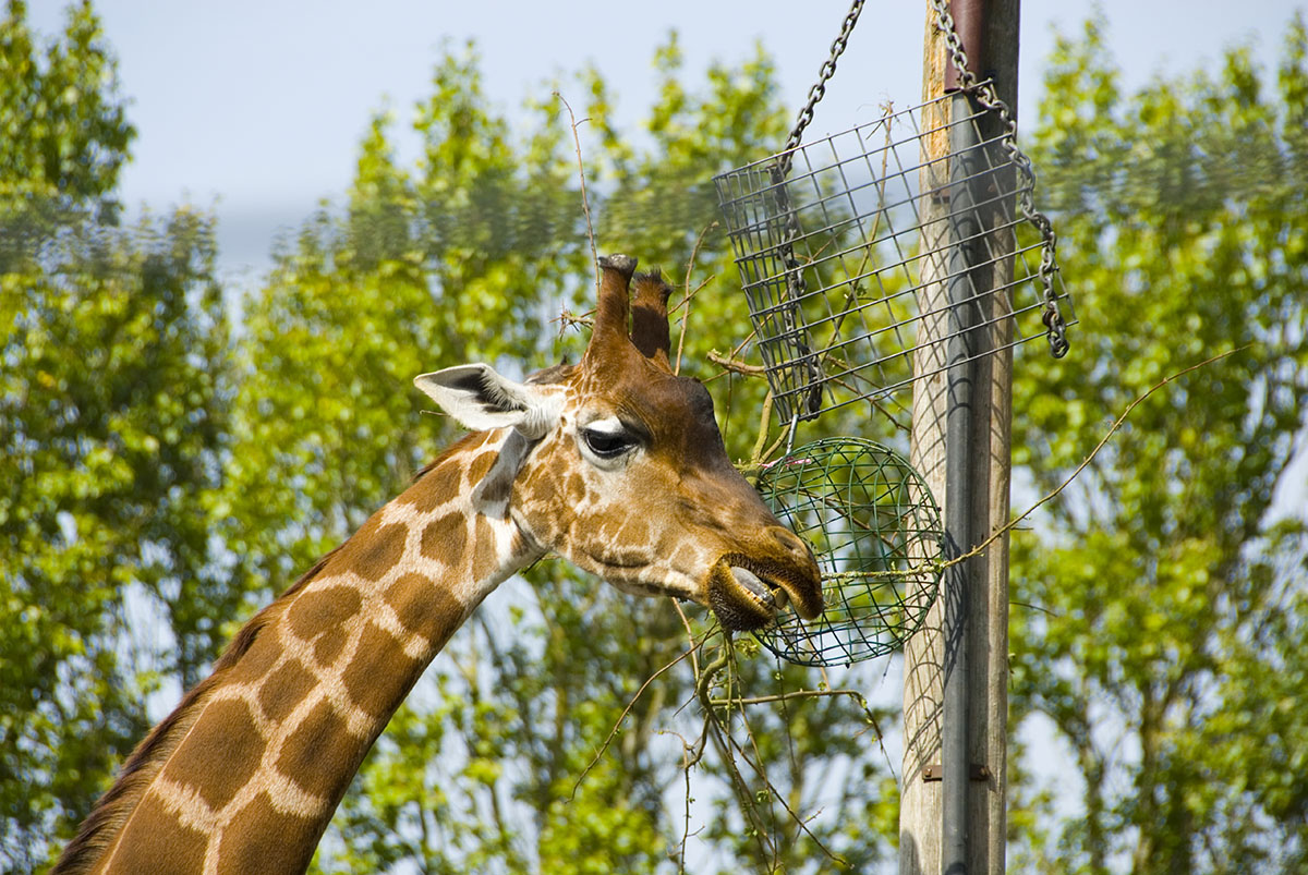 Twycross Zoo North Warwickshire Tourism