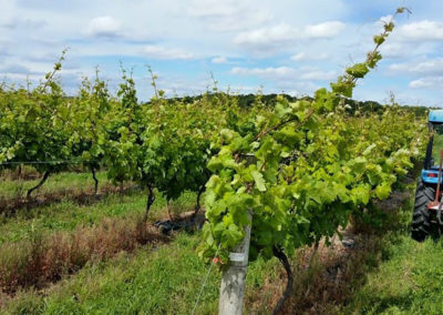 Buzzard’s Valley Vineyard