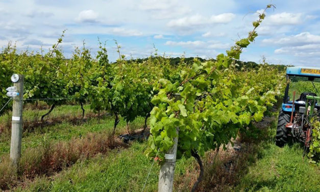 Buzzard’s Valley Vineyard