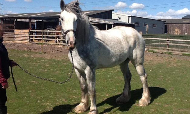 Ash End House Children’s Farm