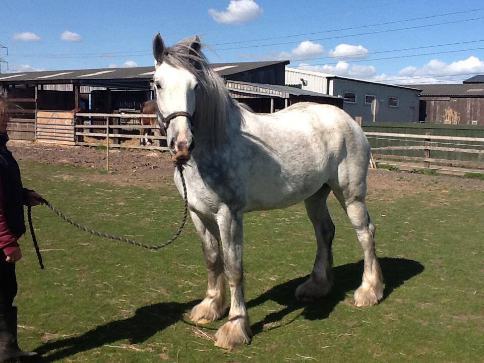 Ash End House Children’s Farm