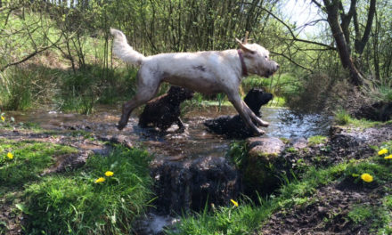 Walkies! Dog friendly pubs and cafes